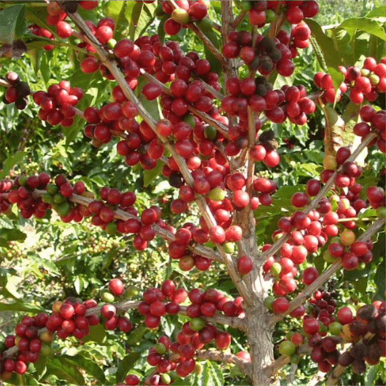 Você conhece o arte café laurina?