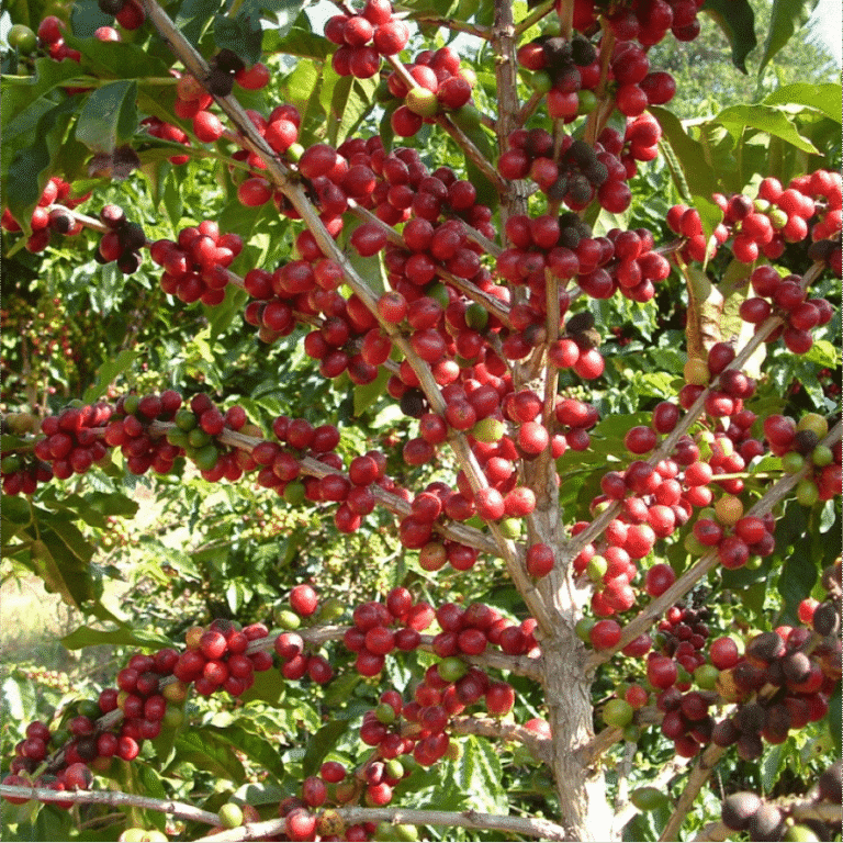 Café de Origem: Descubra os Sabores Únicos e o Terroir por Trás de Cada Xícara