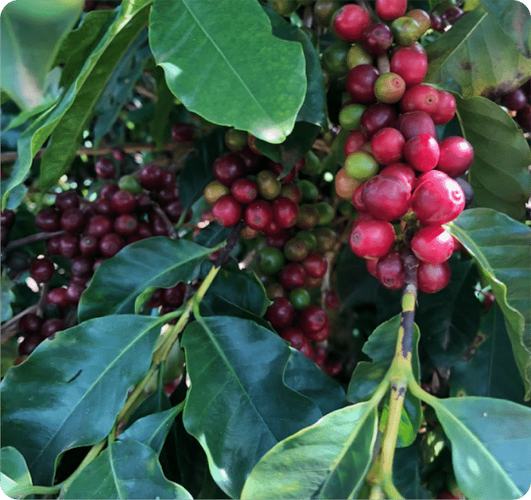 Qual a diferença entre um café descafeinado e o café especial laurina?