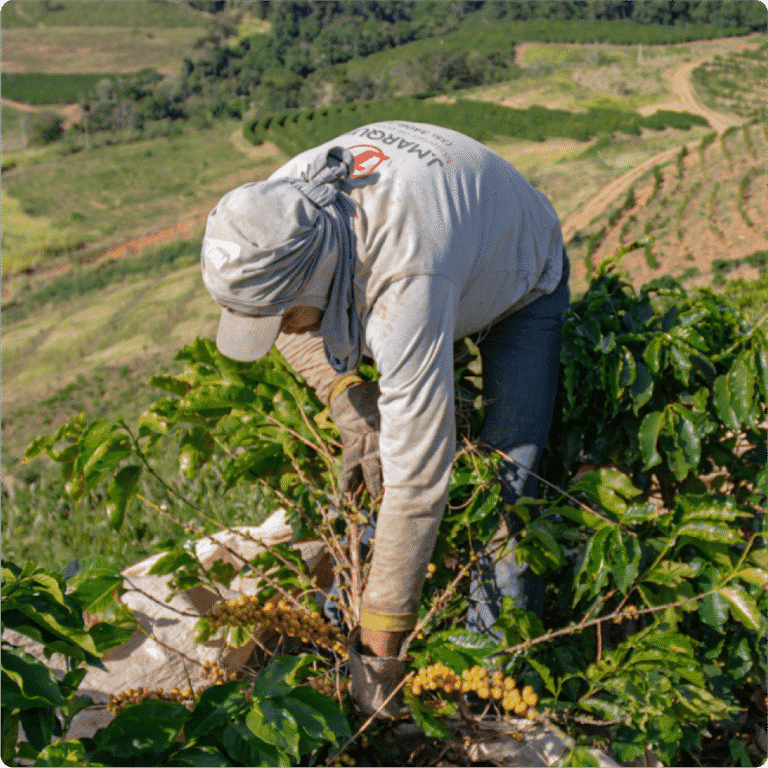 28 de Julho – Dia do Agricultor: Quem Cultiva Sonhos, Colhe Histórias
