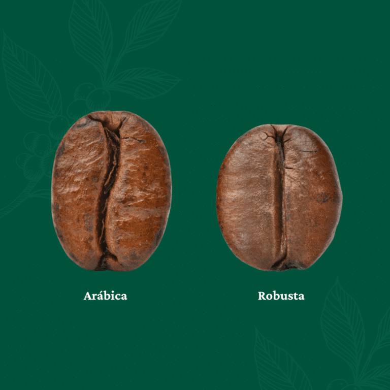 Café Arábica x Café Robusta: Entenda as diferenças