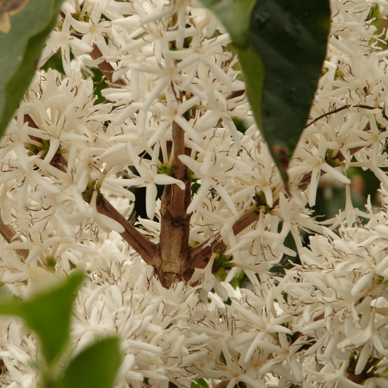 Bem-vinda, Primavera: a florada do café e o início de uma nova safra